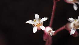 Image of Laguna Mountain alumroot