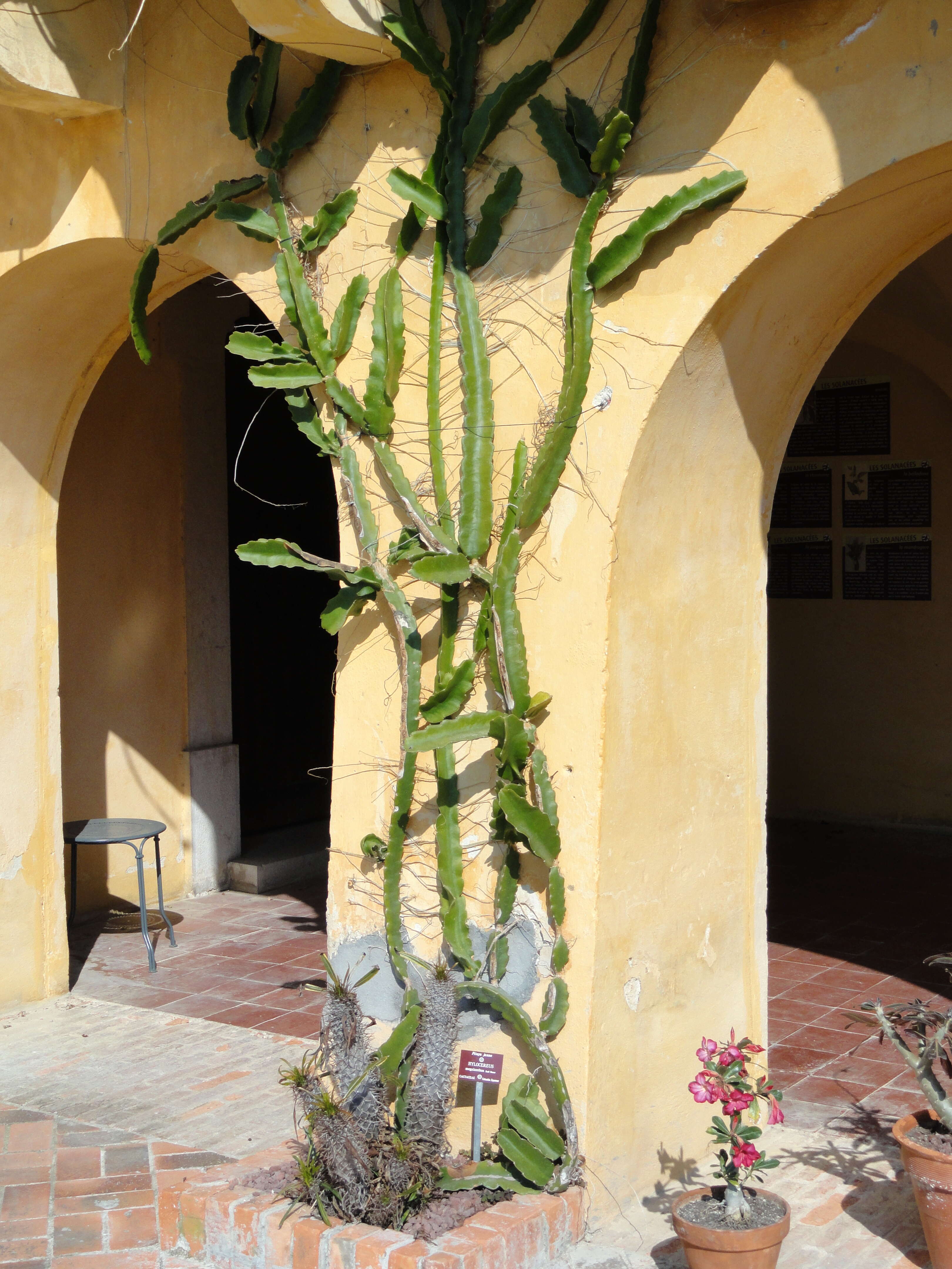 Image de Hylocereus megalanthus (K. Schum. ex Vaupel) Ralf Bauer