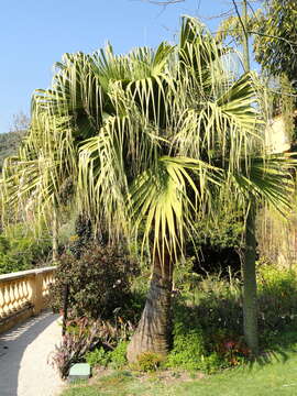 Image of fountain palm