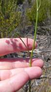 صورة Itasina filifolia (Thunb.) Raf.