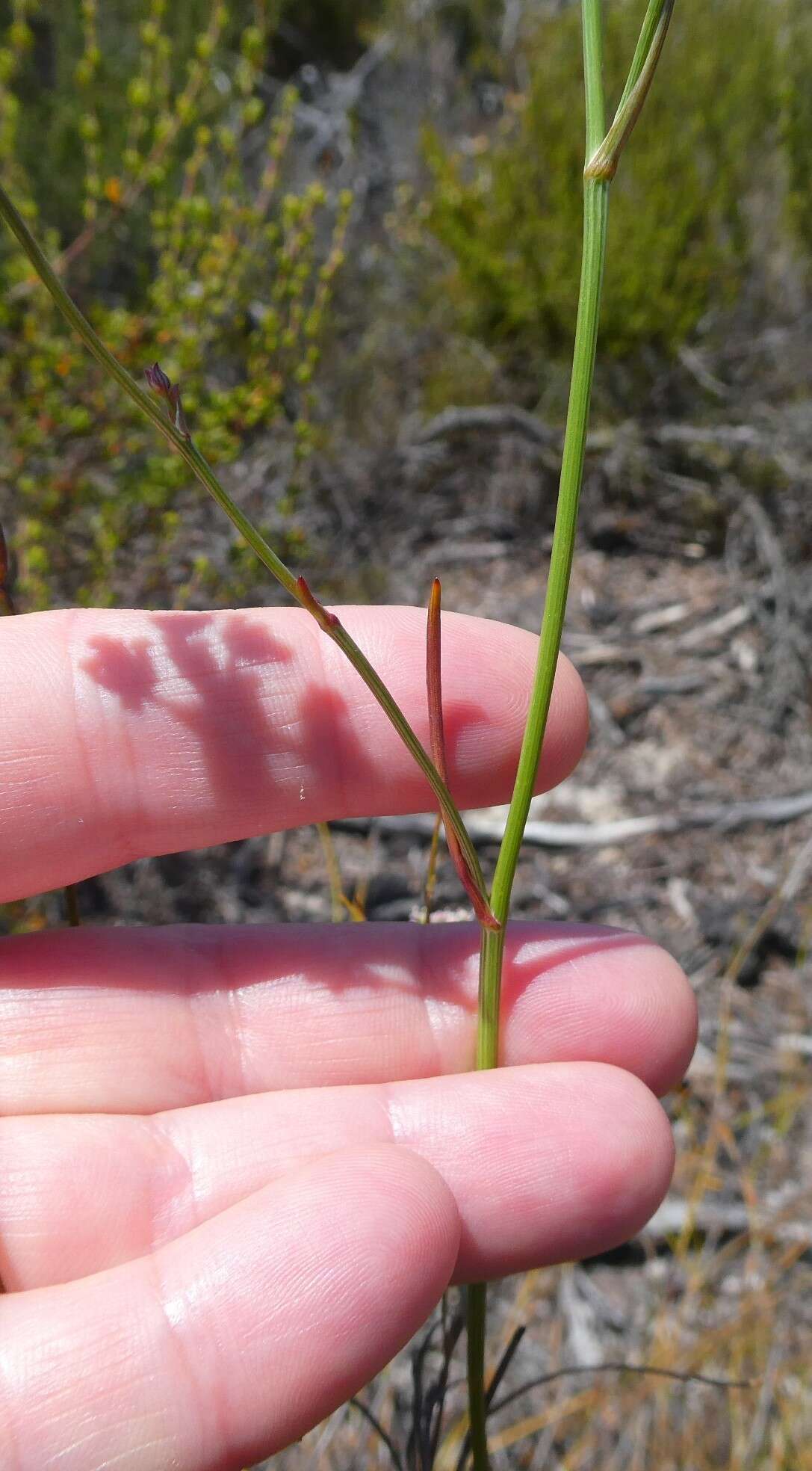 Itasina filifolia (Thunb.) Raf. resmi