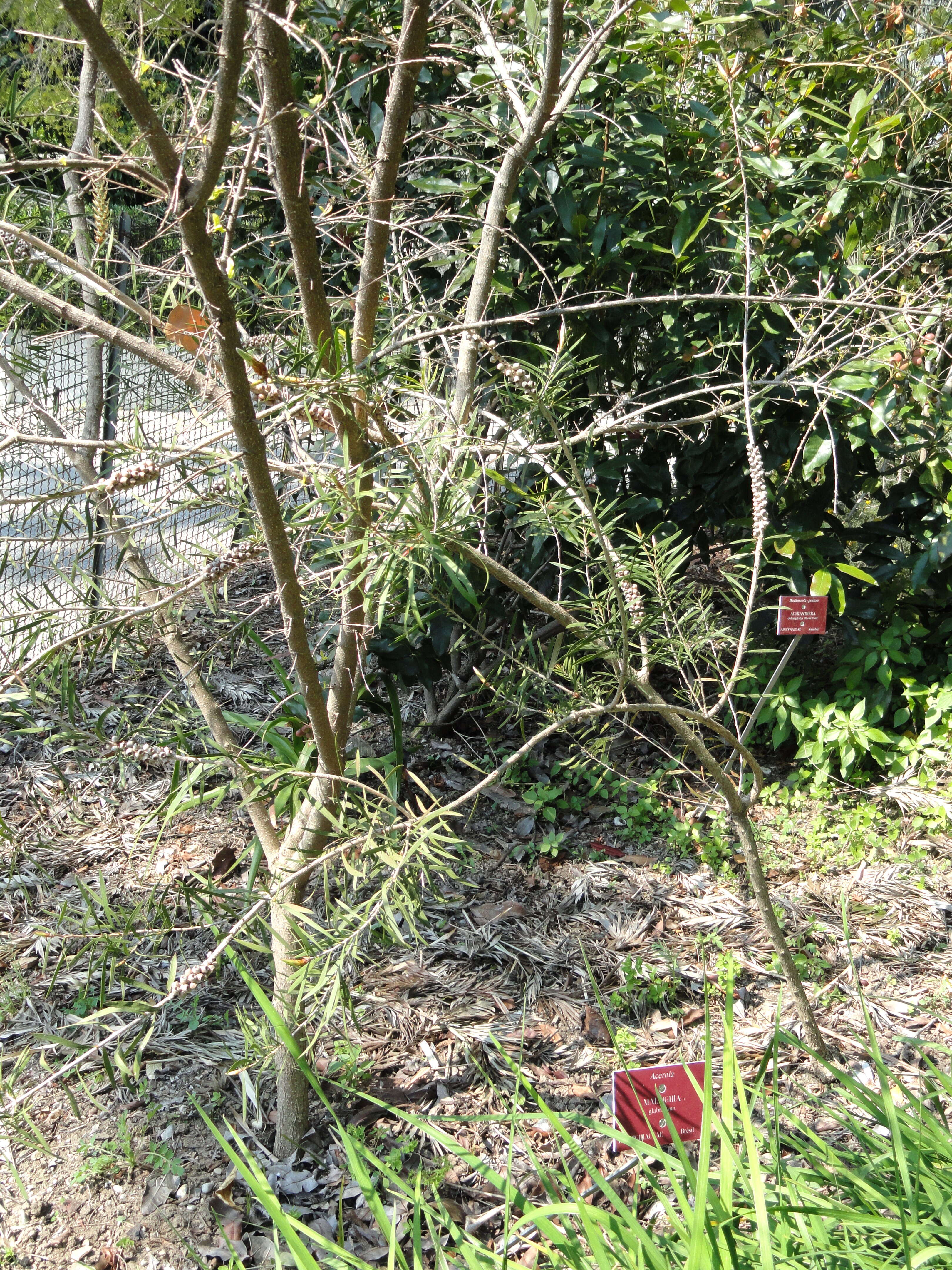 Image of wild crapemyrtle