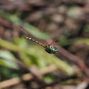 Plancia ëd Pentathemis membranulata Karsch 1890