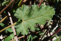 Image of Erodium guttatum (Desf.) Willd.