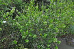 Escallonia bifida Link & Otto ex Engl. resmi