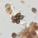 صورة Apiospora sphaerosperma (Pers.) Pintos & P. Alvarado