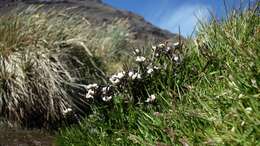 Imagem de Cardamine glacialis (G. Forst.) DC.