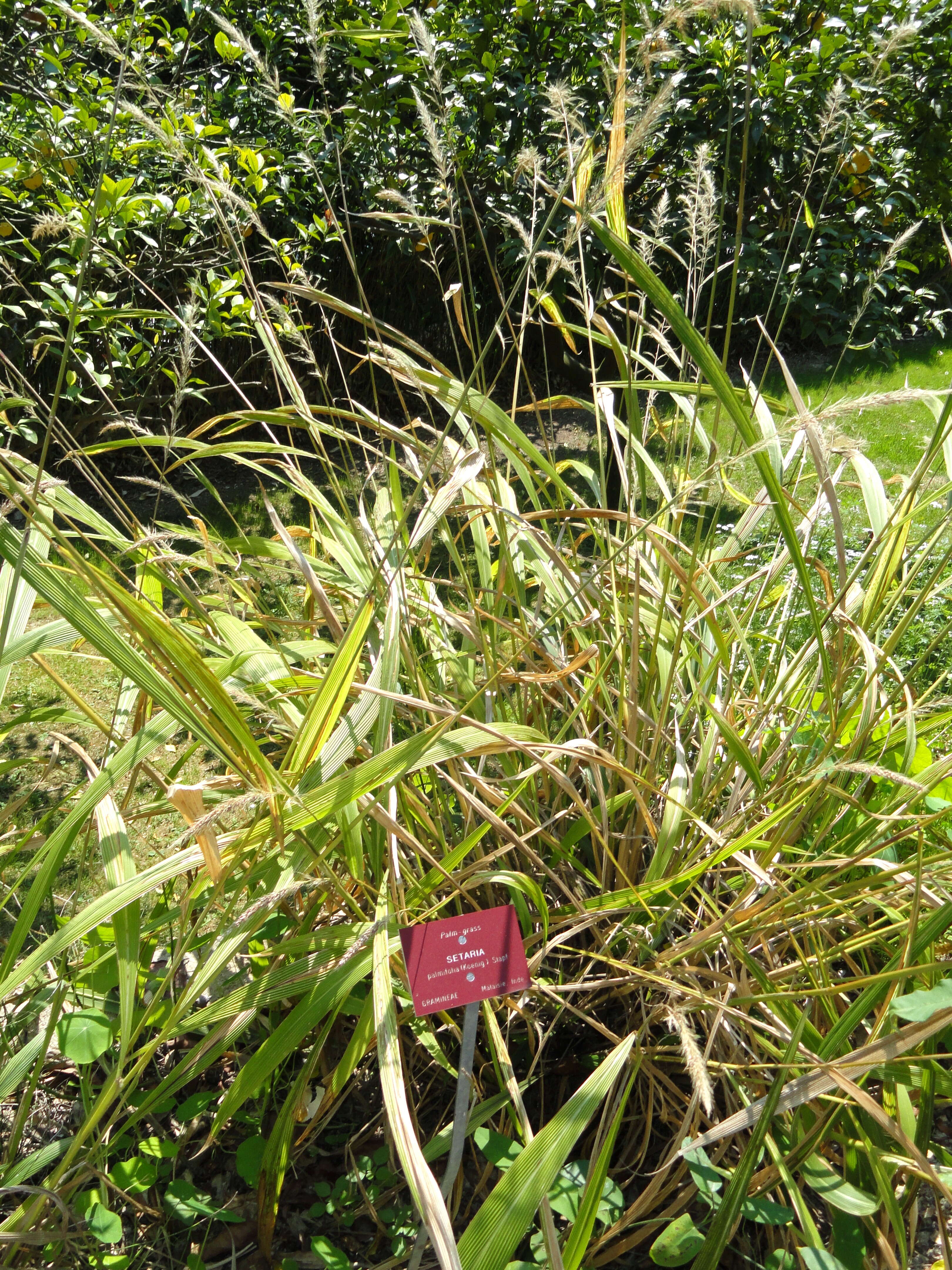 Image de Setaria palmifolia (J. Koenig) Stapf