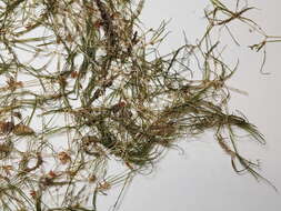 Image of horned pondweed