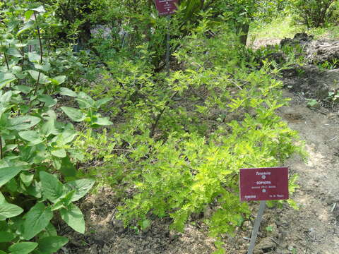 Image of Toromiro tree