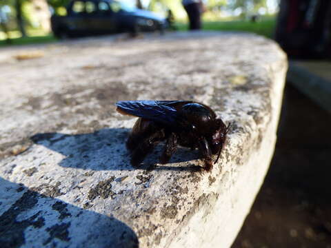 Plancia ëd Xylocopa nigrocincta Smith 1854