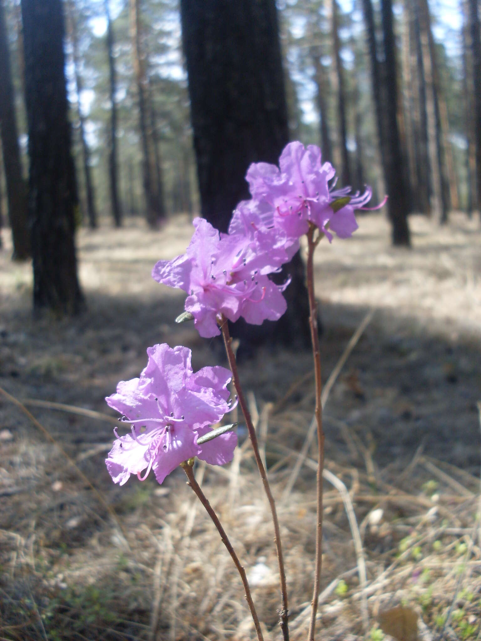 صورة Rhododendron dauricum L.