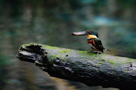 Image of American Pygmy Kingfisher