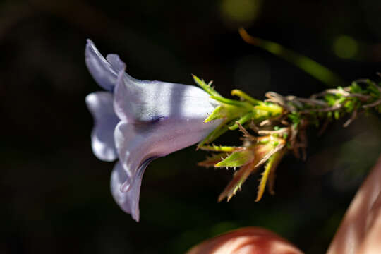 Image of Roella maculata Adamson