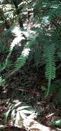 Слика од Pteris amoena Bl.