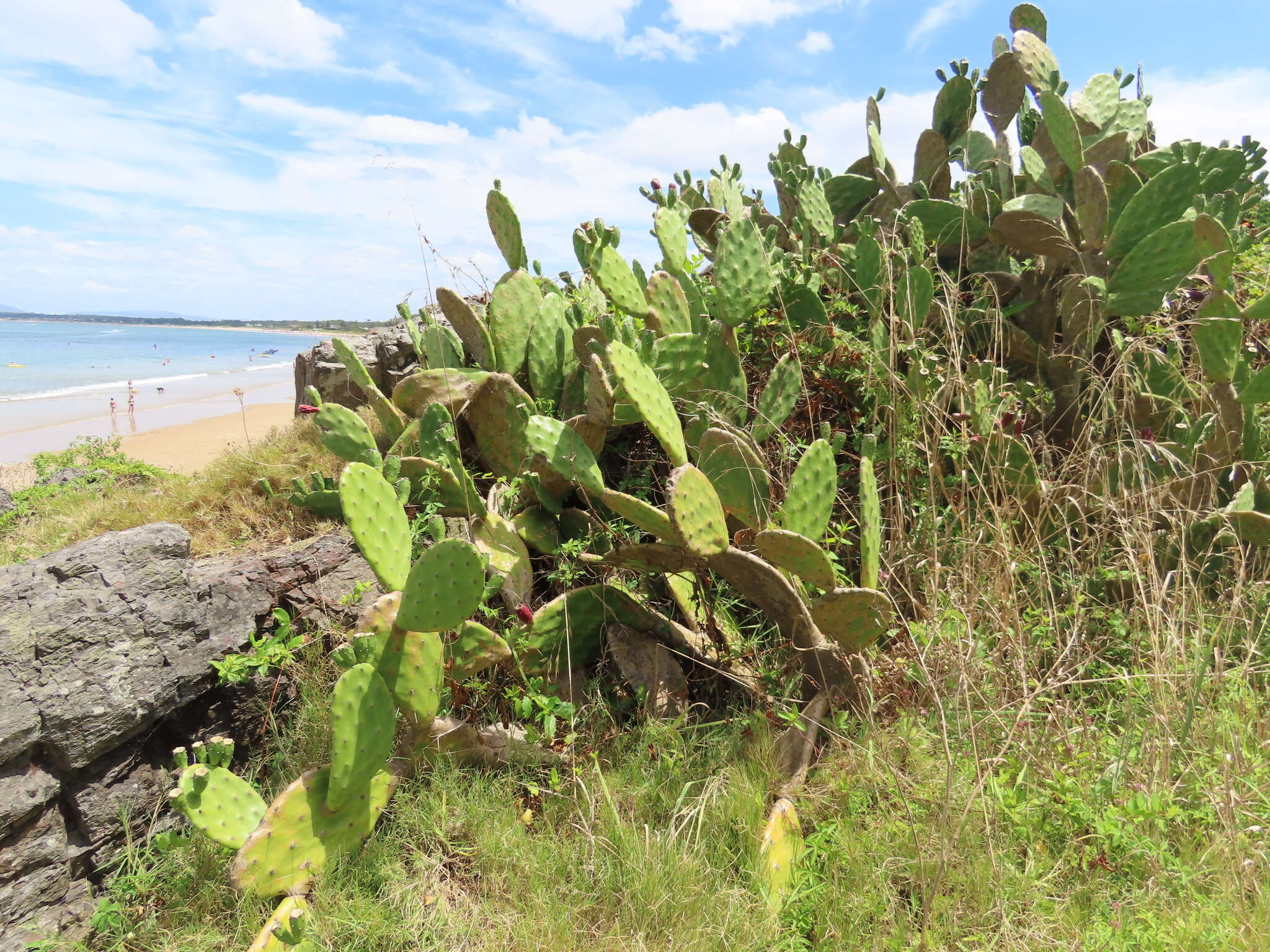 Image of <i>Opuntia bonaerensis</i>