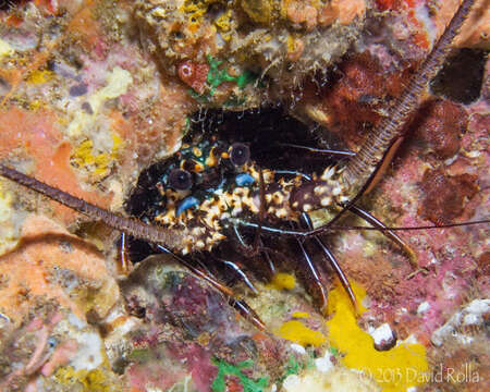 Image of Pronghorn Spiny Lobster