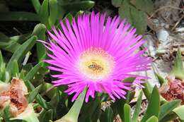 Image of Carpobrotus acinaciformis (L.) L. Bol.