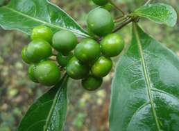 Image of twoleaf nightshade