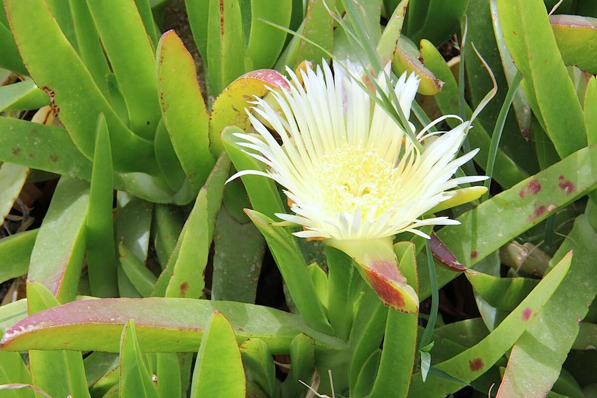 Image of hottentot fig