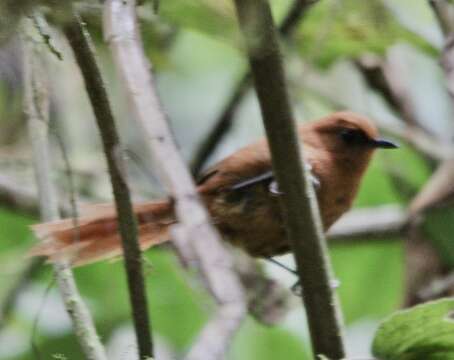 Image of Rufous Spinetail