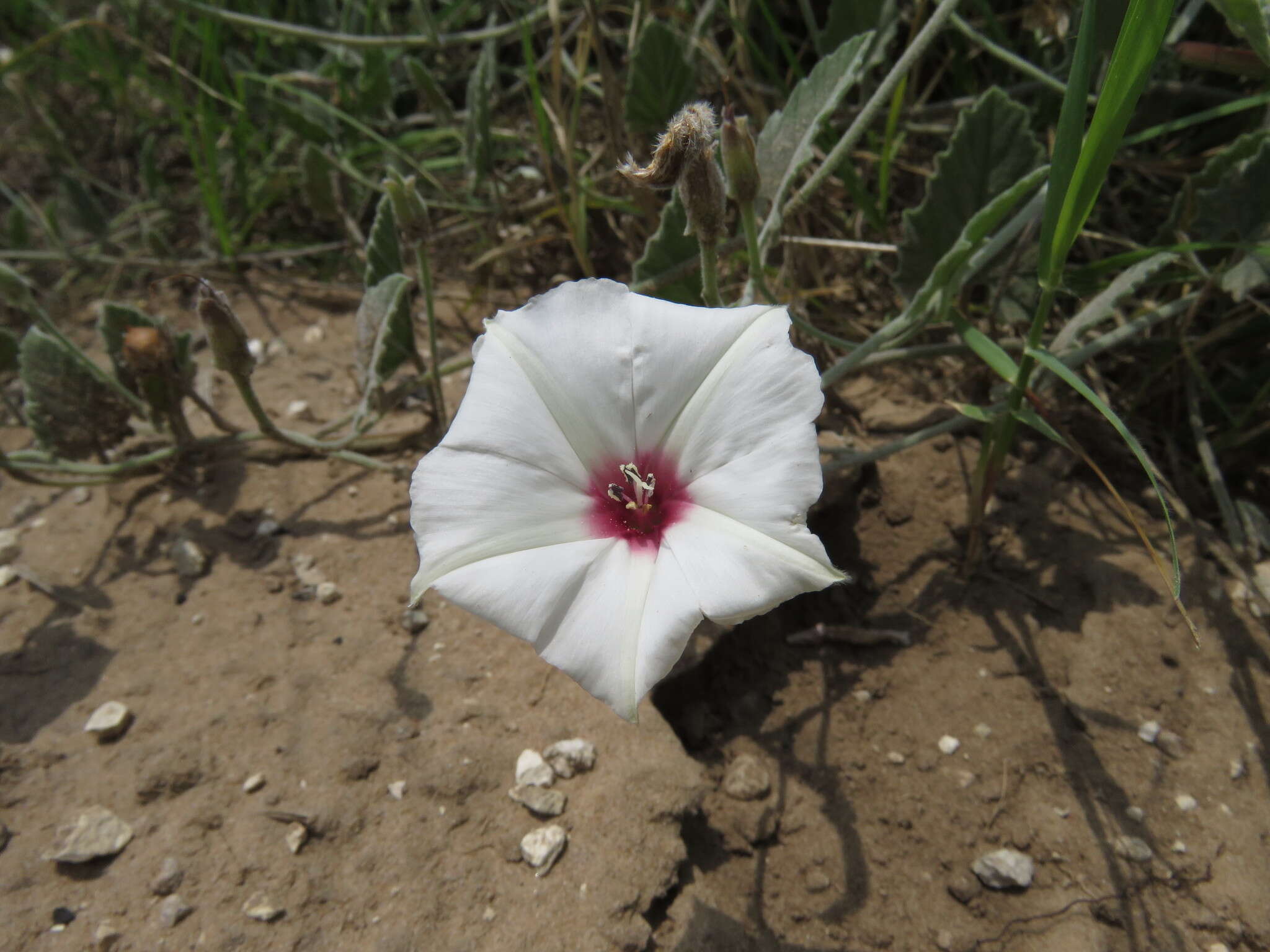 Image de Convolvulus carrii B. L. Turner