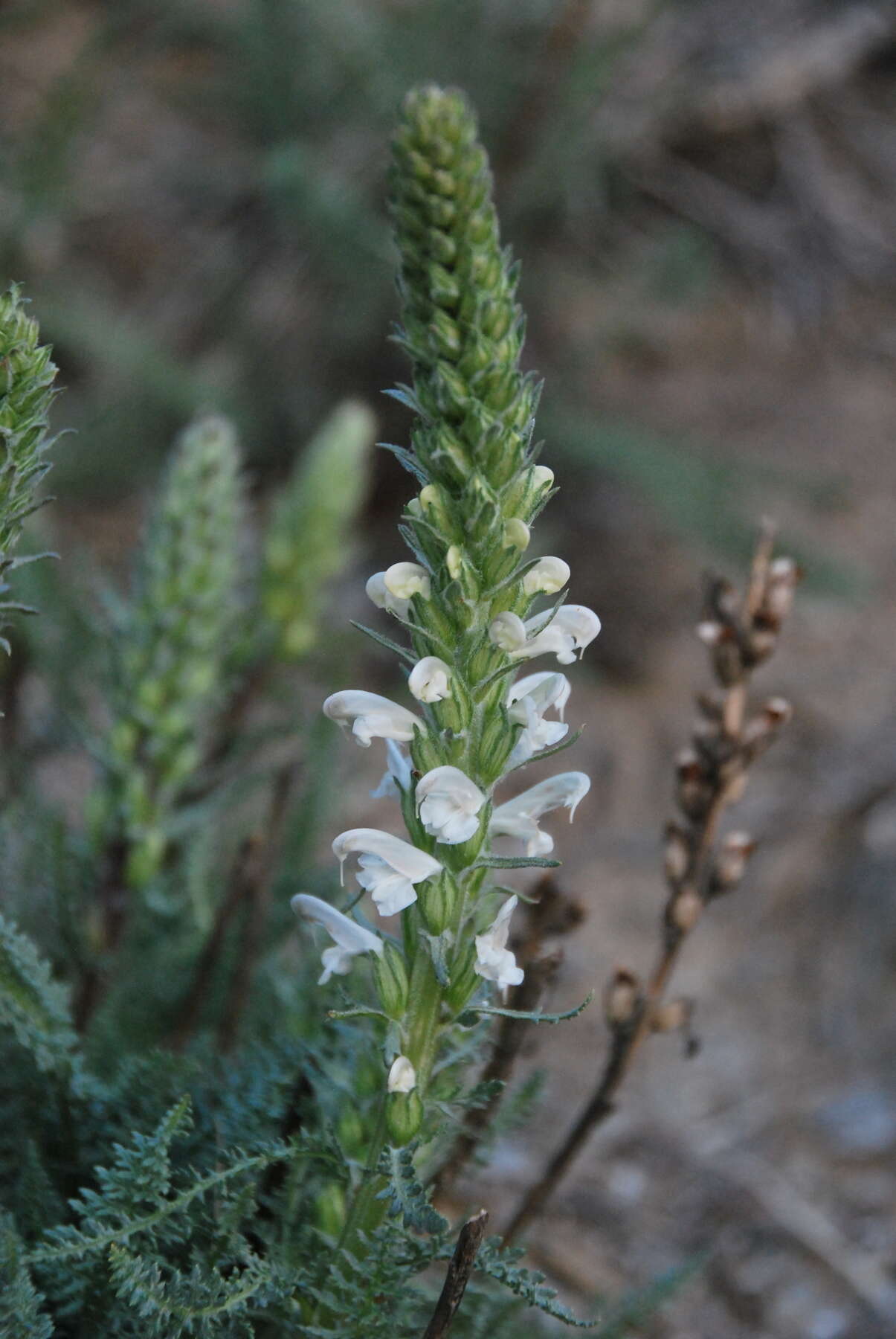 Image of Pedicularis achilleifolia Stephan ex Willd.