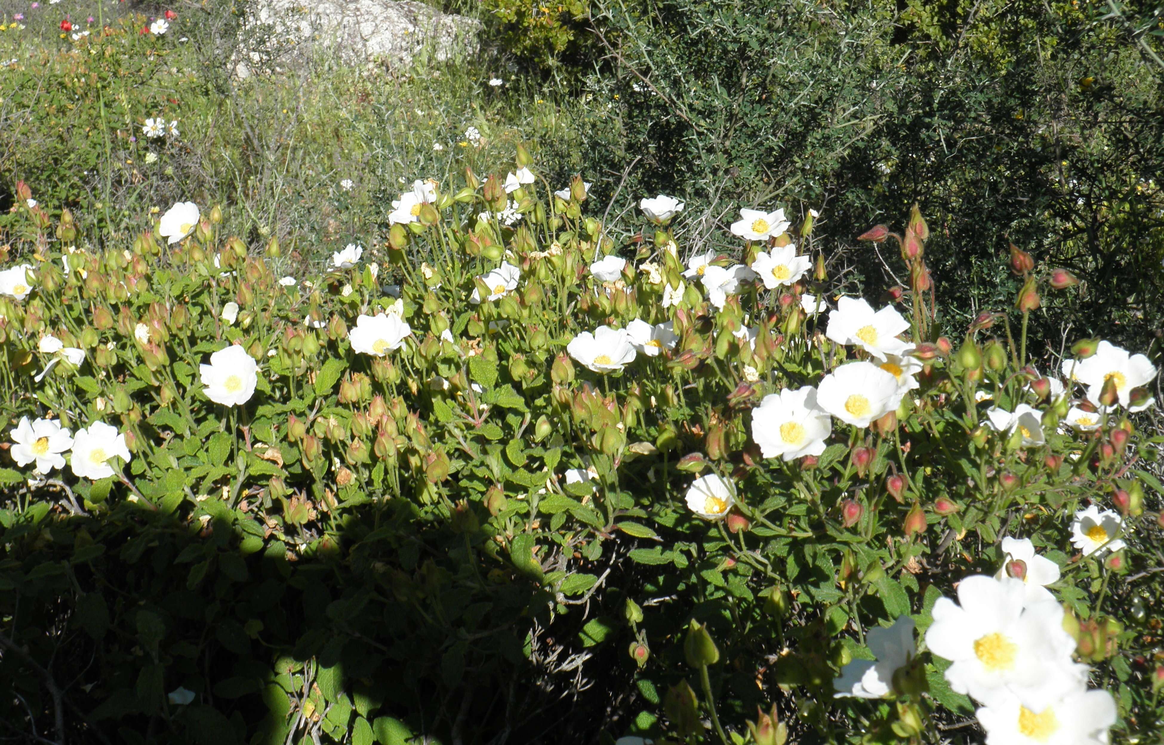 Image of salvia cistus