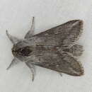 Image of Antimima cryptica Turner 1917