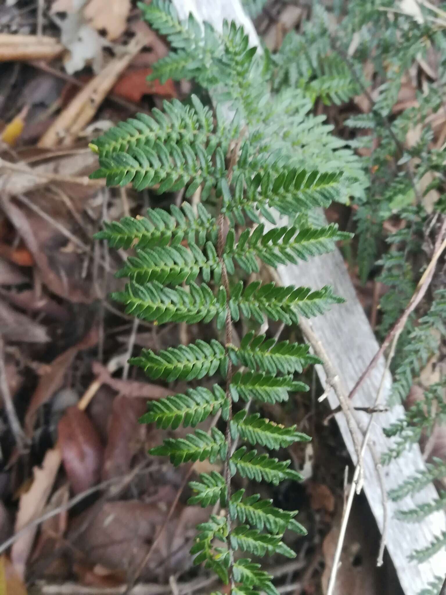 Image of Myriopteris microphylla (Sw.) Grusz & Windham