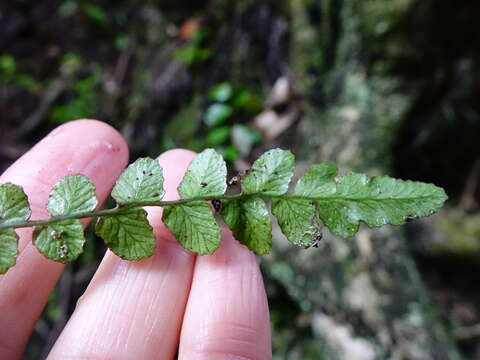 Image of Austroblechnum membranaceum (Colenso ex Hook.) Gasper & V. A. O. Dittrich