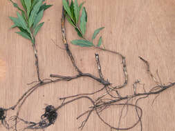 Image of Narrow-Leaf Fireweed