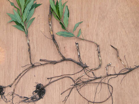 Image of Narrow-Leaf Fireweed