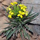 Image of Erysimum nevadense Reut.