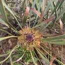 Image of Protea angustata R. Br.