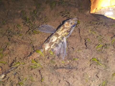 Image of Blackbanded darter