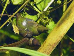 Image of Great Pond Snail