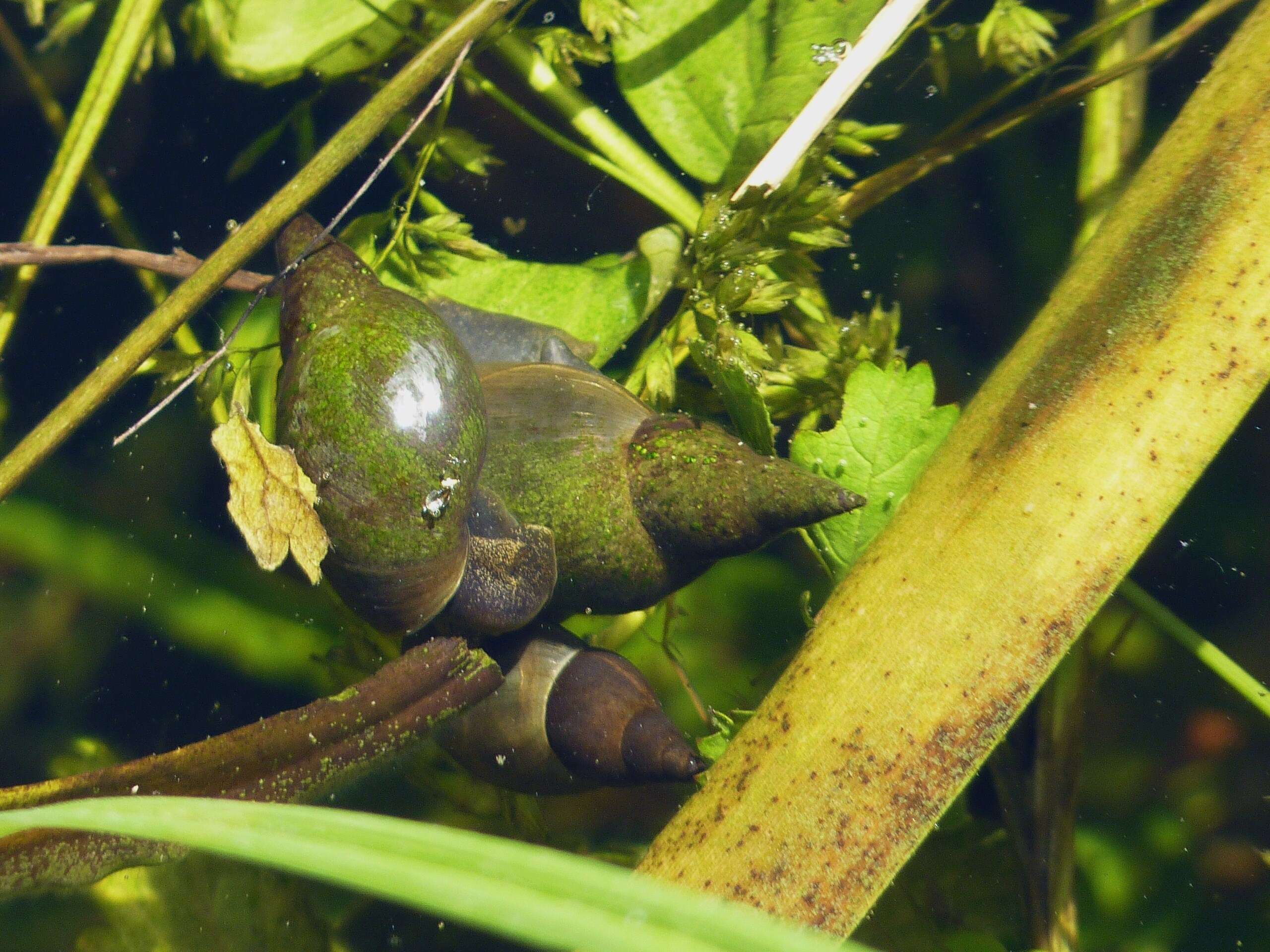 Image of Great Pond Snail