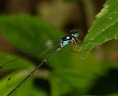 Imagem de Coeliccia bimaculata Laidlaw 1914