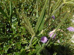 صورة Knautia longifolia (Waldst. & Kit.) Koch