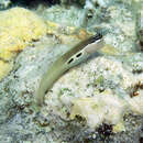 Image of Twin-spot Combtooth-Blenny