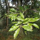 Imagem de Ilex mitis var. mitis