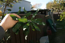 Image of silver banksia