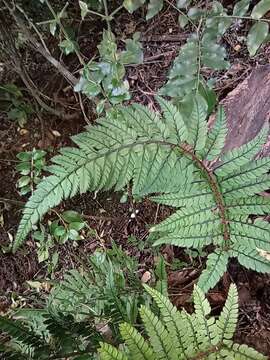 Image de Polystichum luctuosum (Kunze) T. Moore