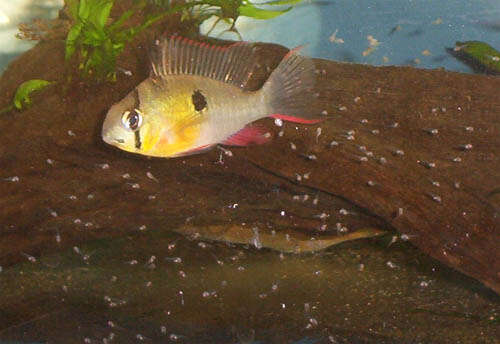 Image of Mikrogeophagus altispinosus (Haseman 1911)