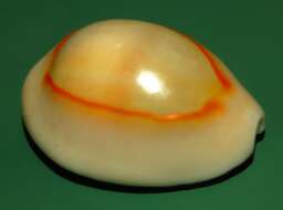 Monetaria annulus (Linnaeus 1758) resmi