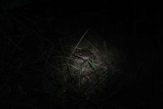 Image of Goudot's Bright-eyed Frog