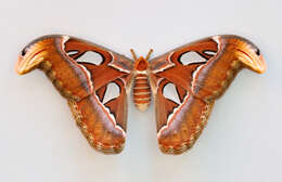 Image of atlas moth