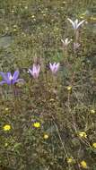 Image of Brodiaea sierrae R. E. Preston