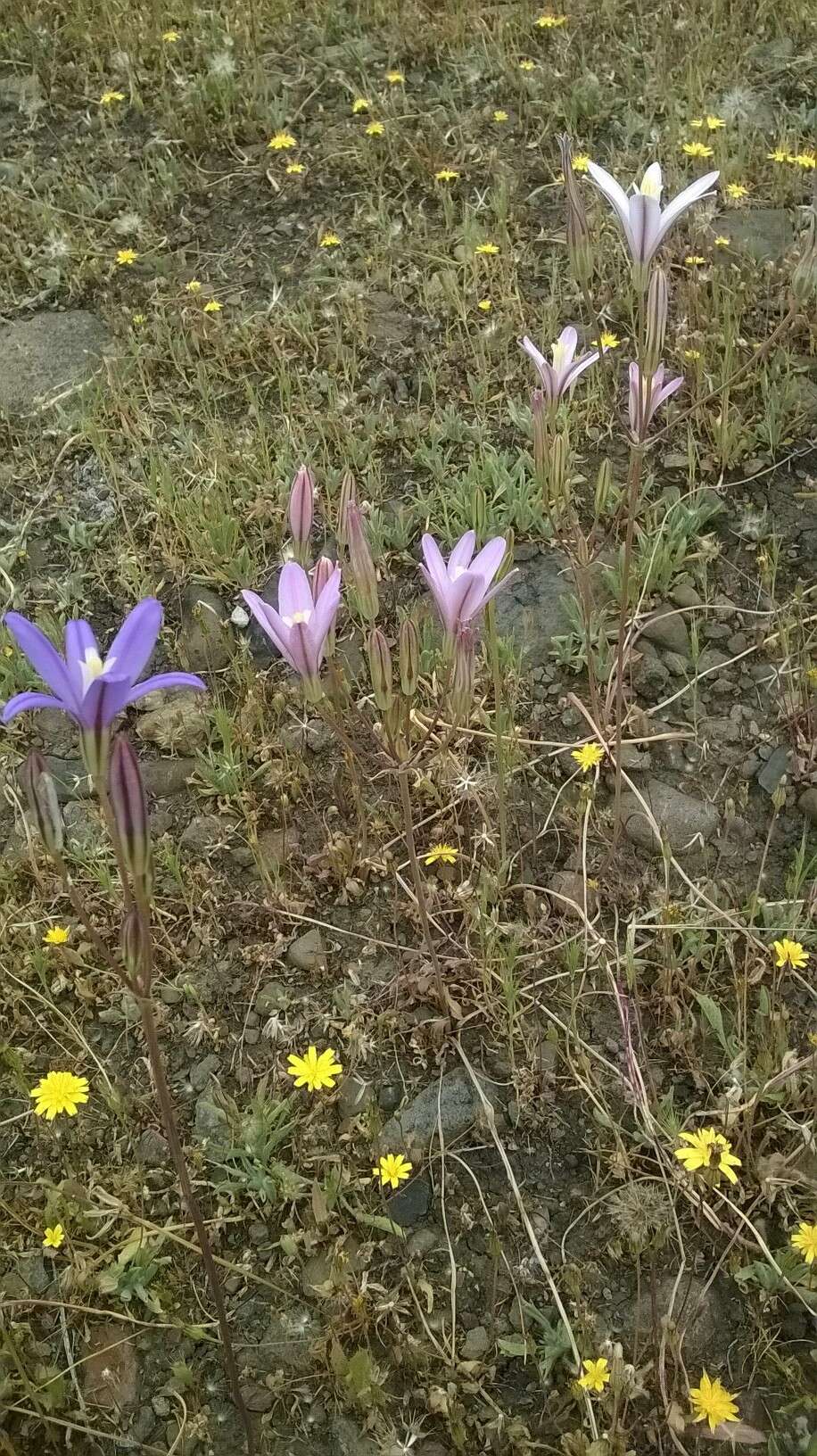 Sivun Brodiaea sierrae R. E. Preston kuva